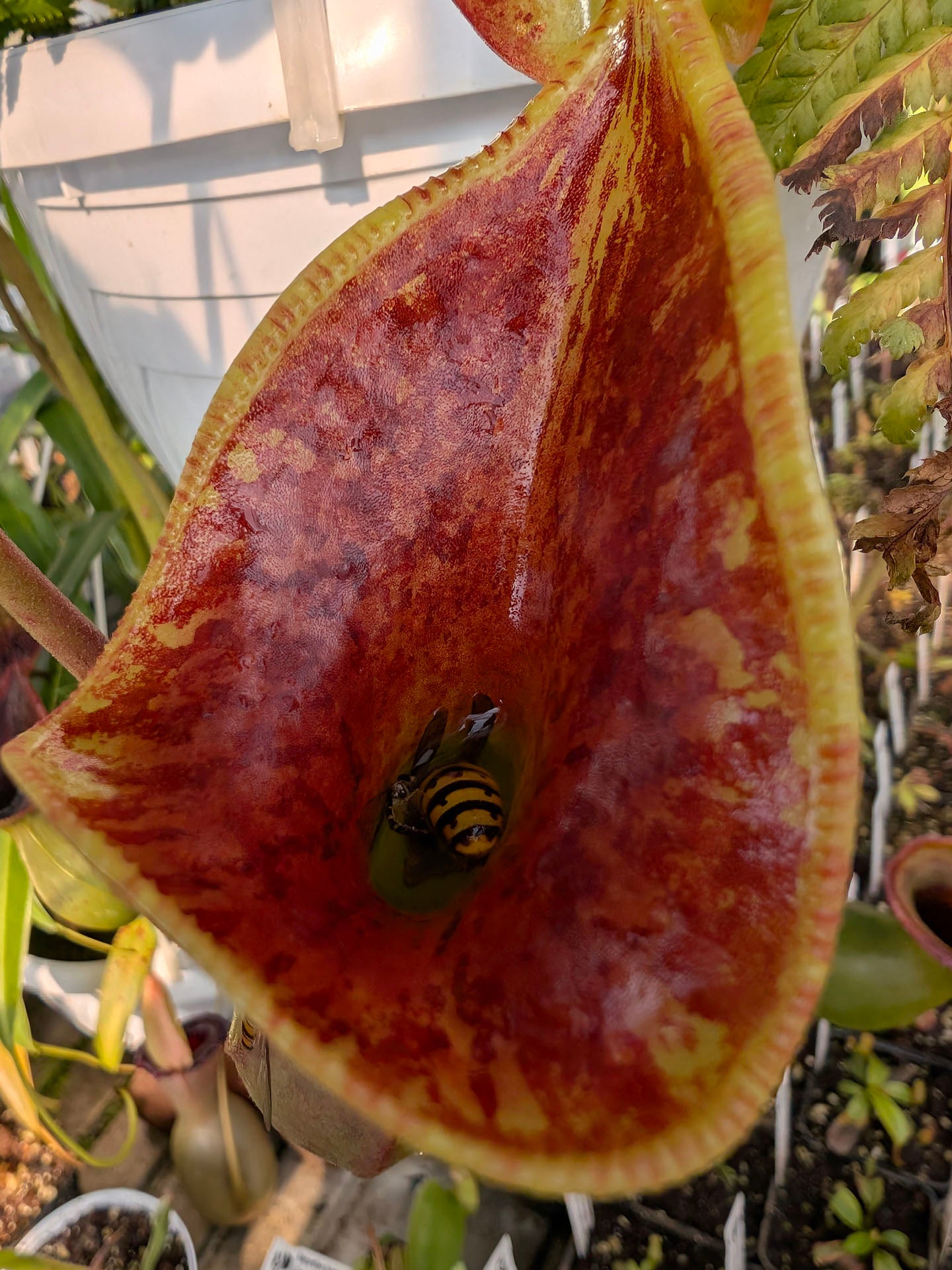 Nepenthes lowii   Gunung Murud, Borneo