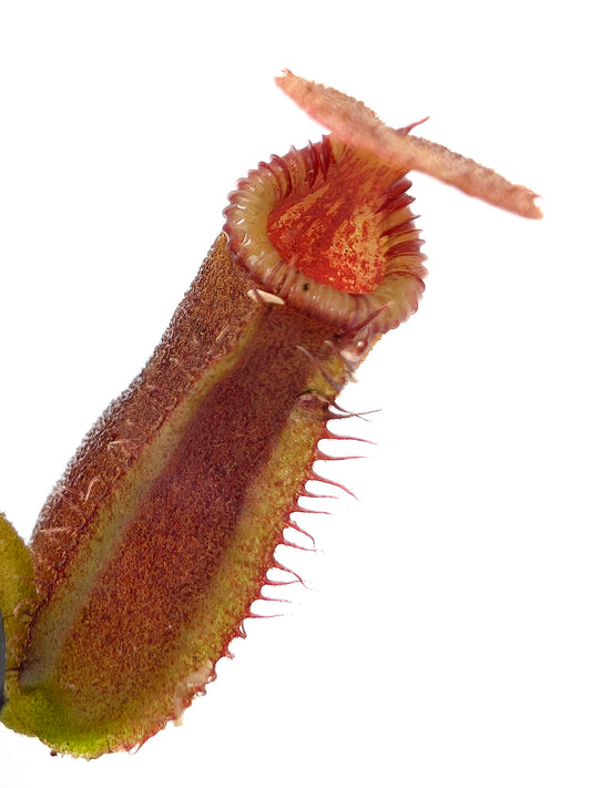 Nepenthes lowii x edwardsiana