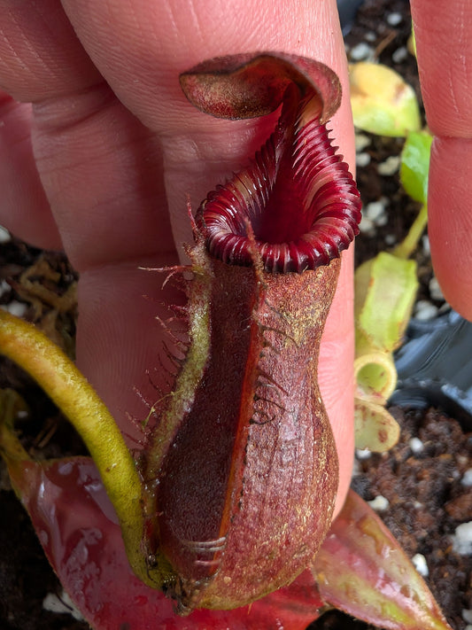 Nepenthes lowii x edwardsiana