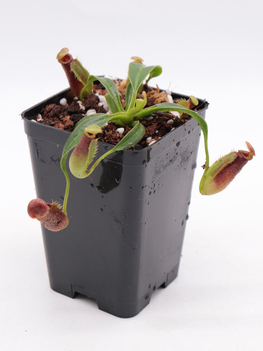 Nepenthes lowii Gunung Mentapok, Borneo