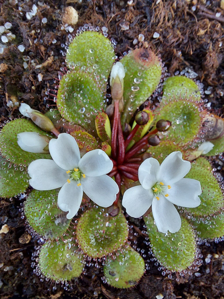 Drosera lowriei "Giant"