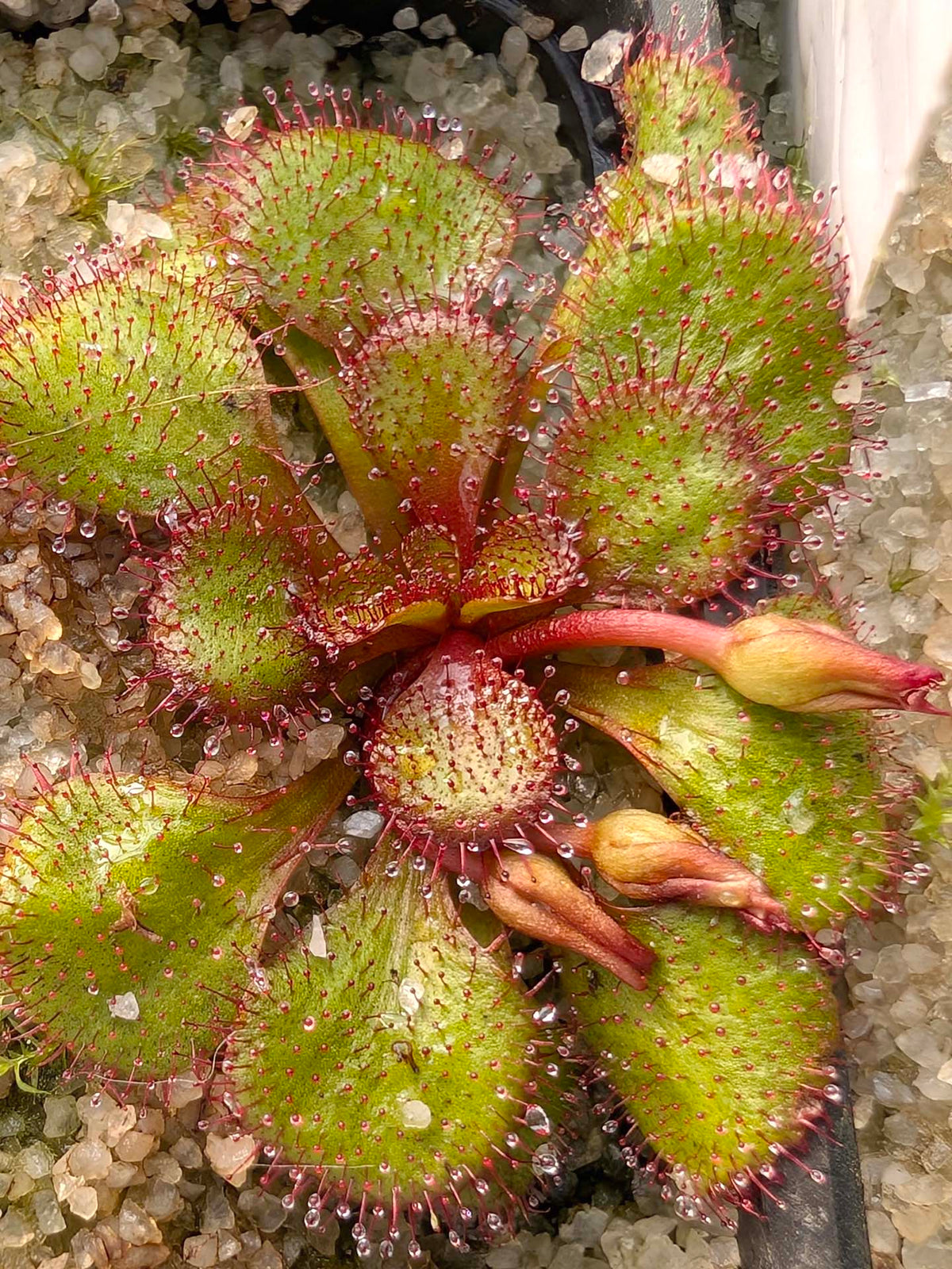 Drosera lowriei Small all dark red rosettes  Hayes, Western Australia