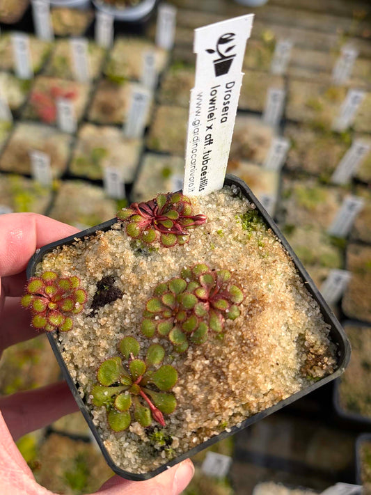 Drosera lowriei x aff. tubaestylis