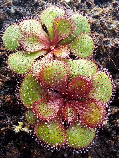 Drosera lowriei Small all dark red rosettes  Hayes, Western Australia