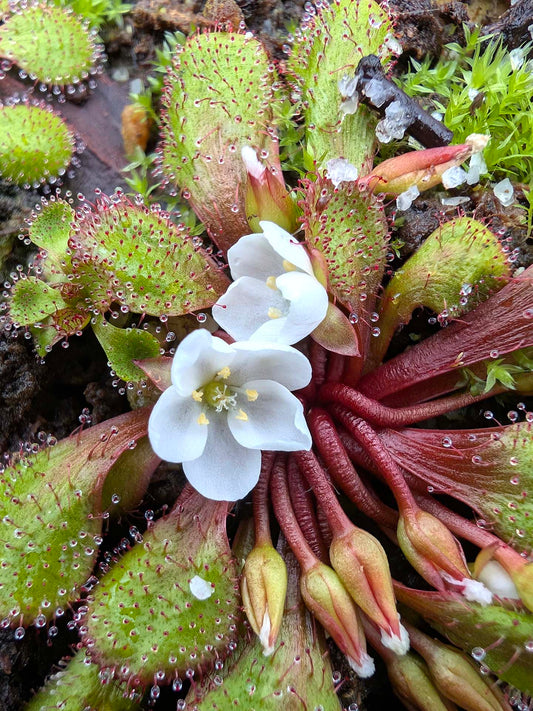 Drosera lowriei "Type" West Australia
