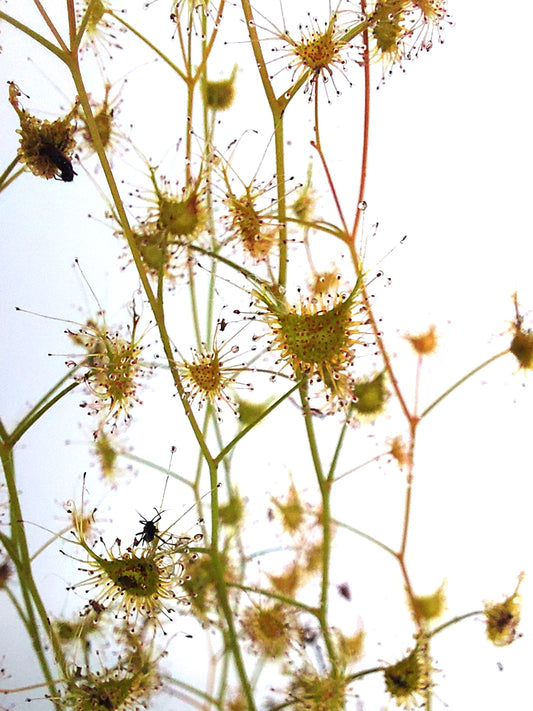 Drosera lunata