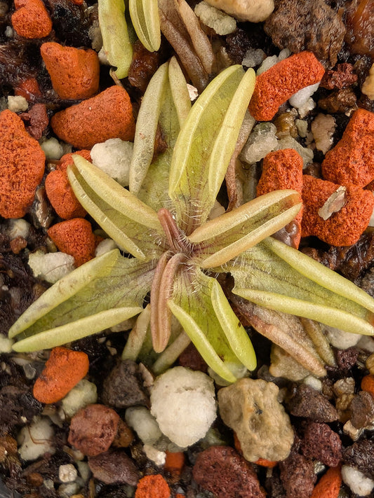Pinguicula lusitanica La Fleche, Sarthe, France