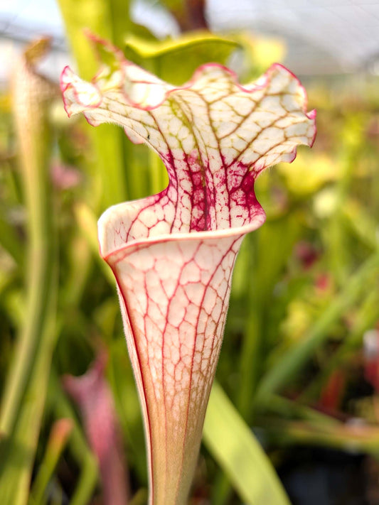 Sarracenia "Leah Wilkerson x L07 MK" clone 10