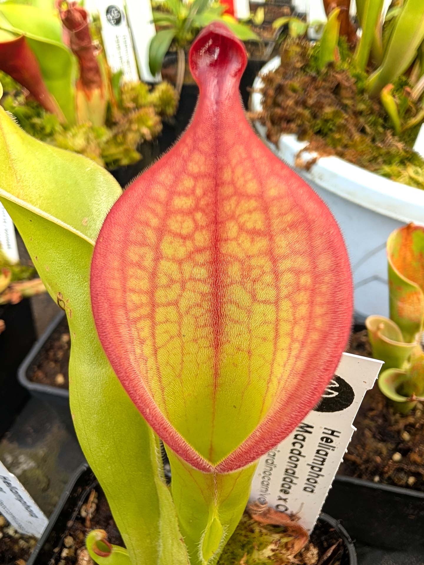 Heliamphora macdonaldae x parva „Haarig“