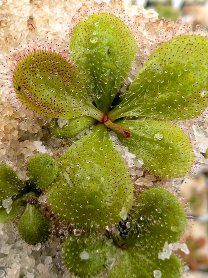 Drosera Macrophylla Ballidu, Westaustralien