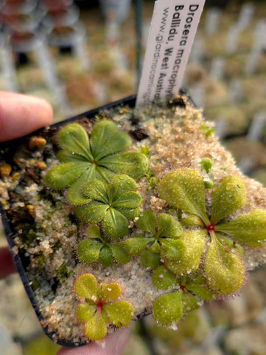 Drosera macrophylla  Ballidu, West Australia