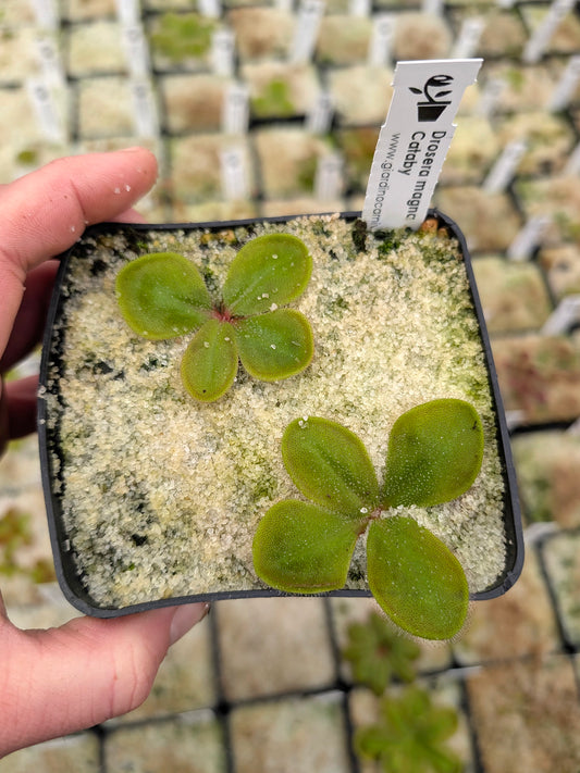 Drosera magna Cataby, WA