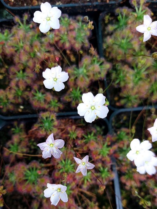 Drosera mannii x ericksoniae