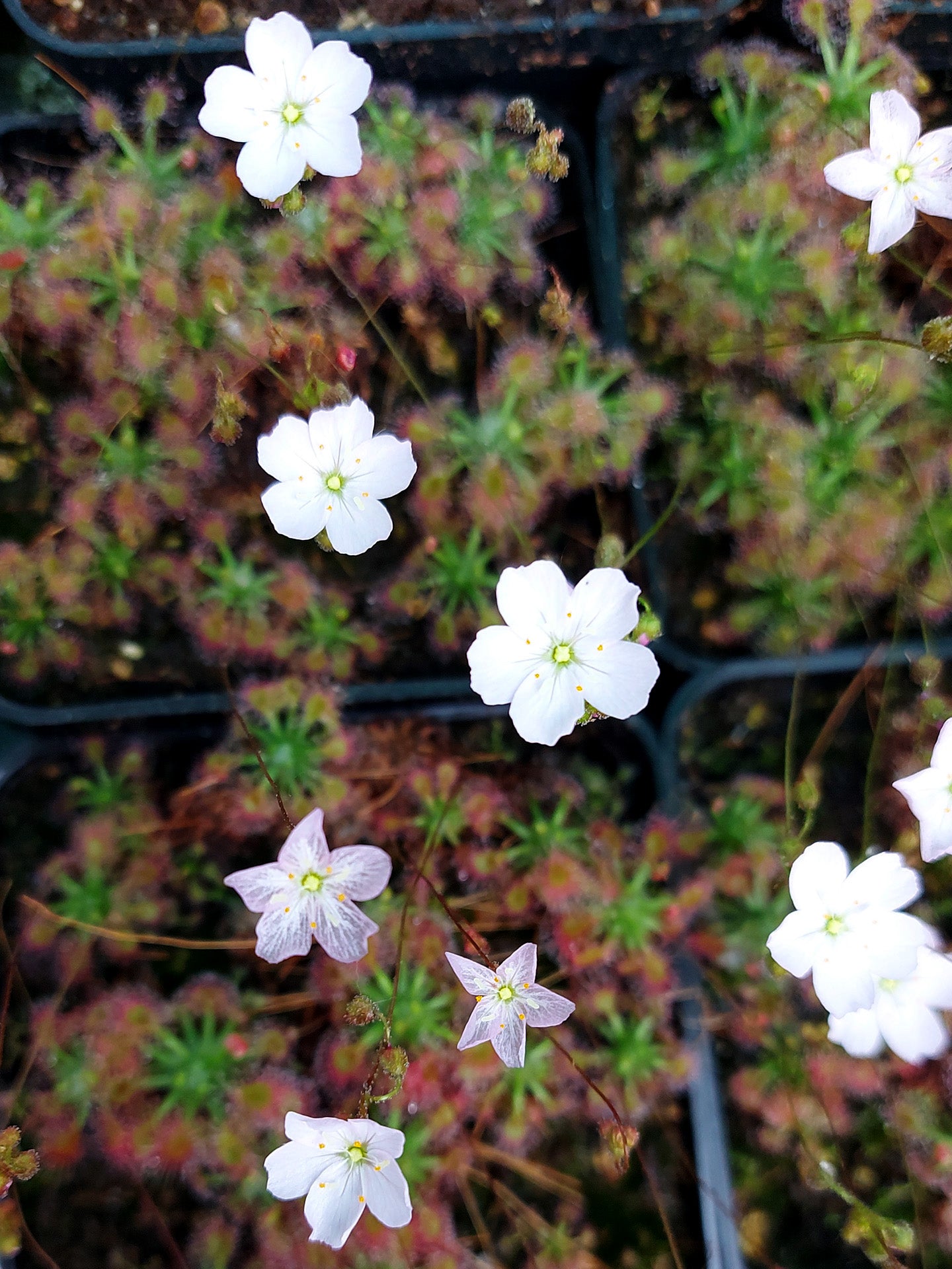 Drosera mannii x ericksoniae  GEMME IN VASO