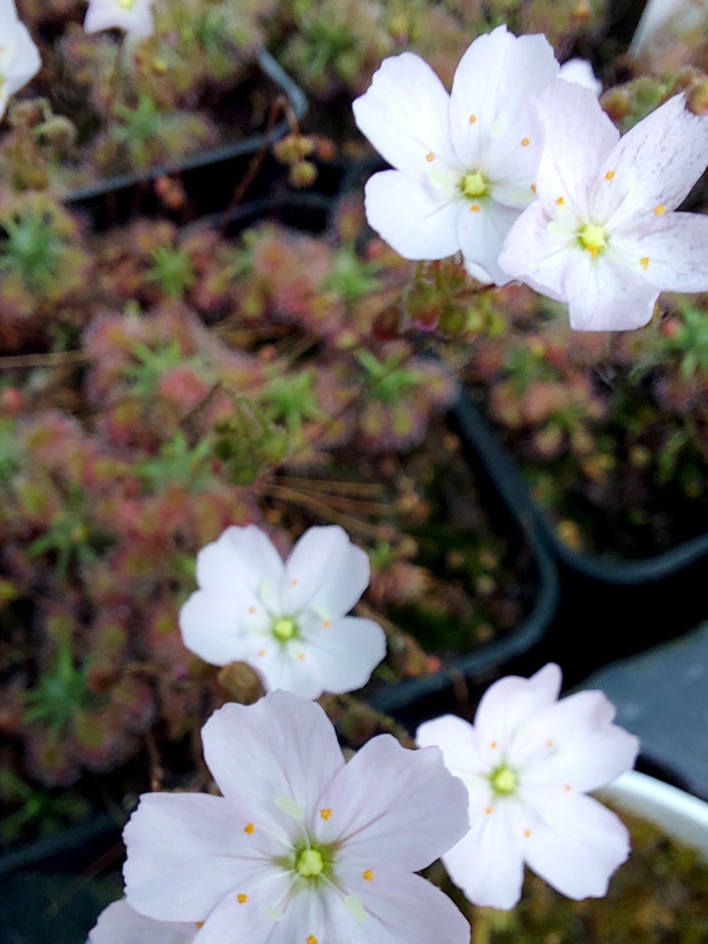Drosera mannii x ericksoniae  GEMME IN VASO
