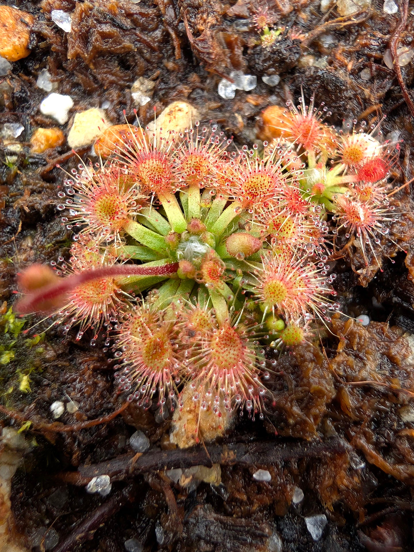 Drosera mannii WA