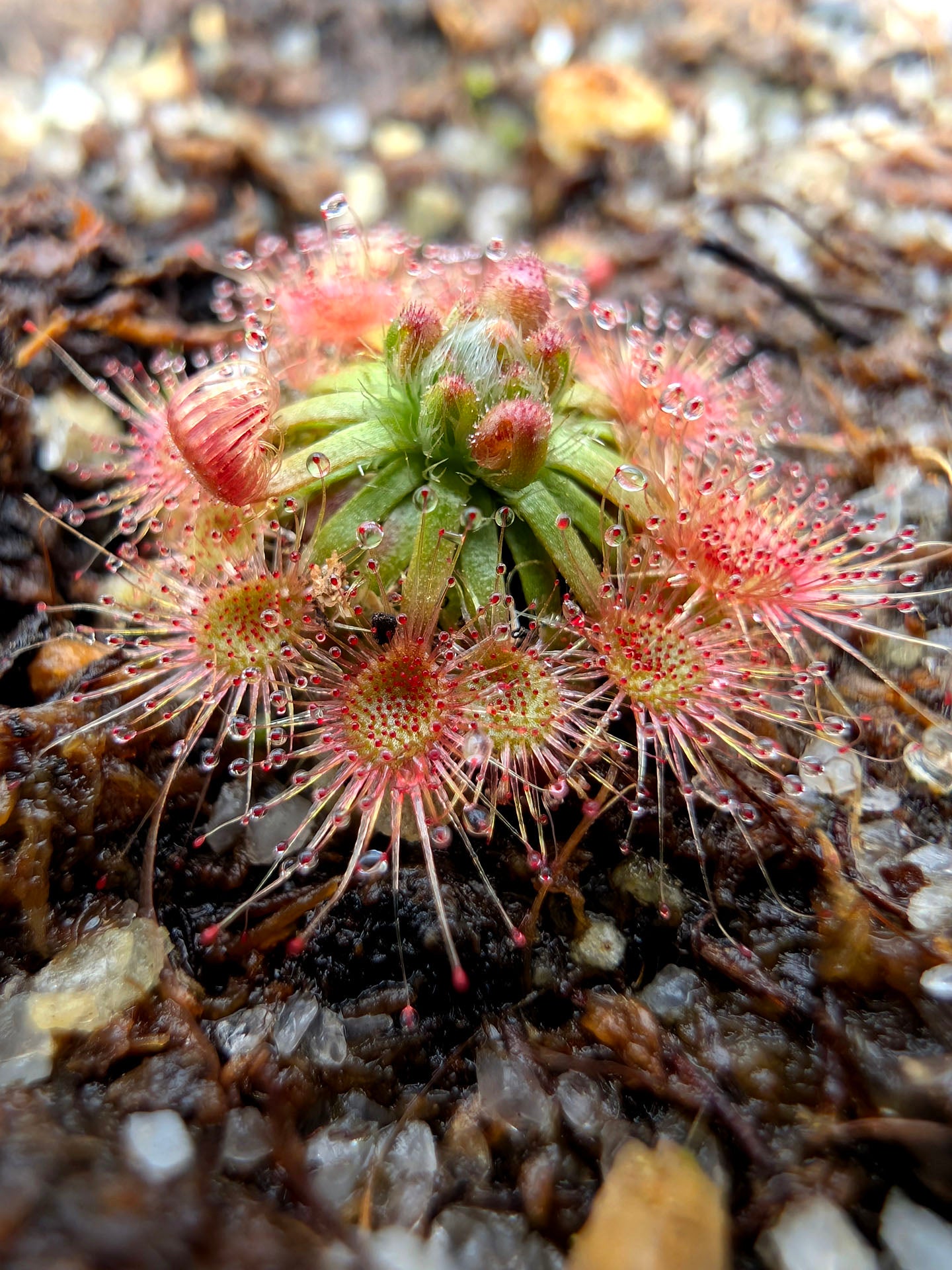 Drosera mannii WA