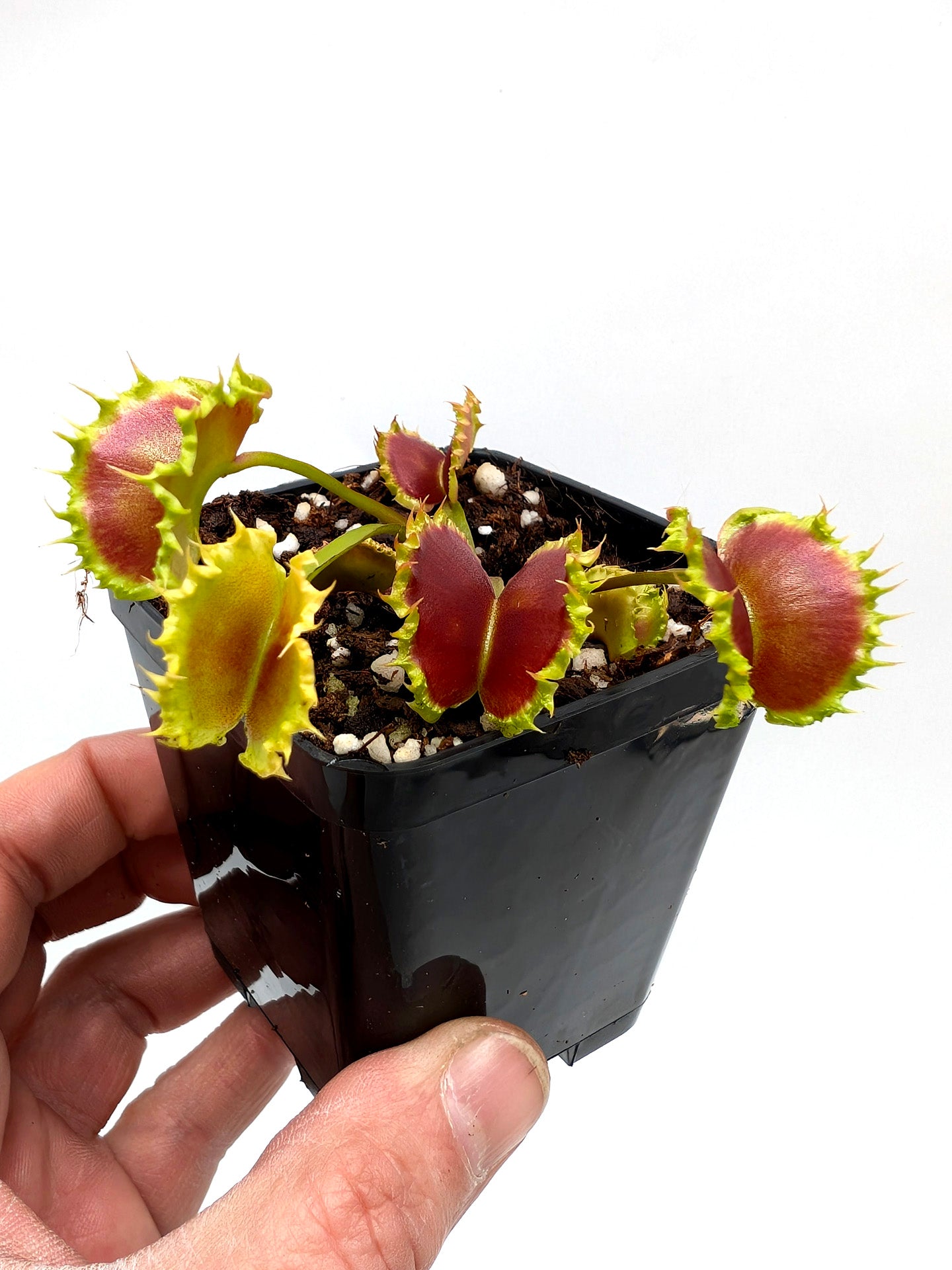 Dionaea muscipula GC Matrix