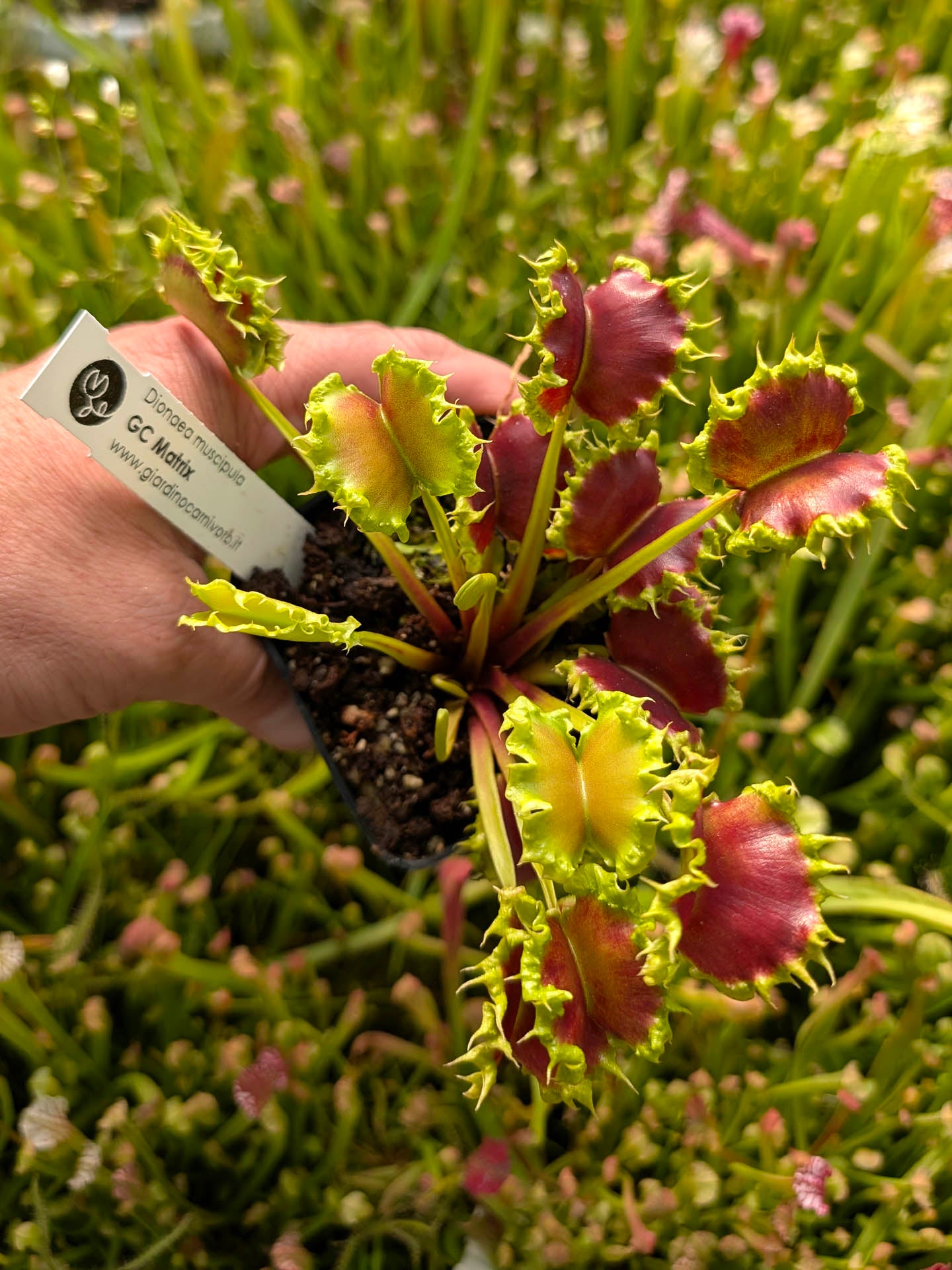 Dionaea muscipula GC Matrix