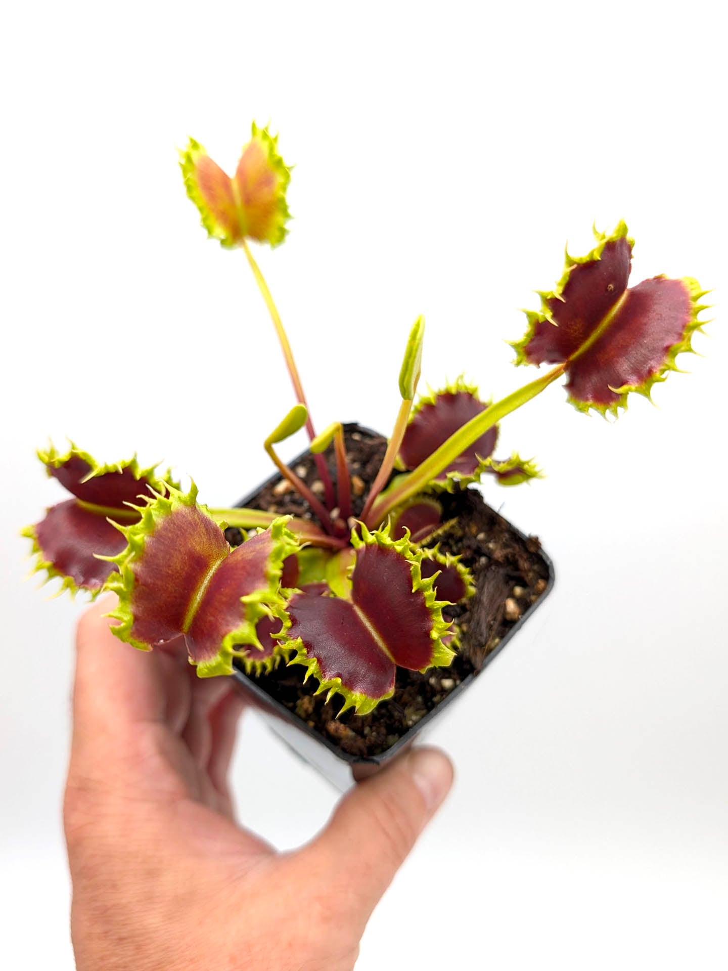 Dionaea muscipula GC Matrix