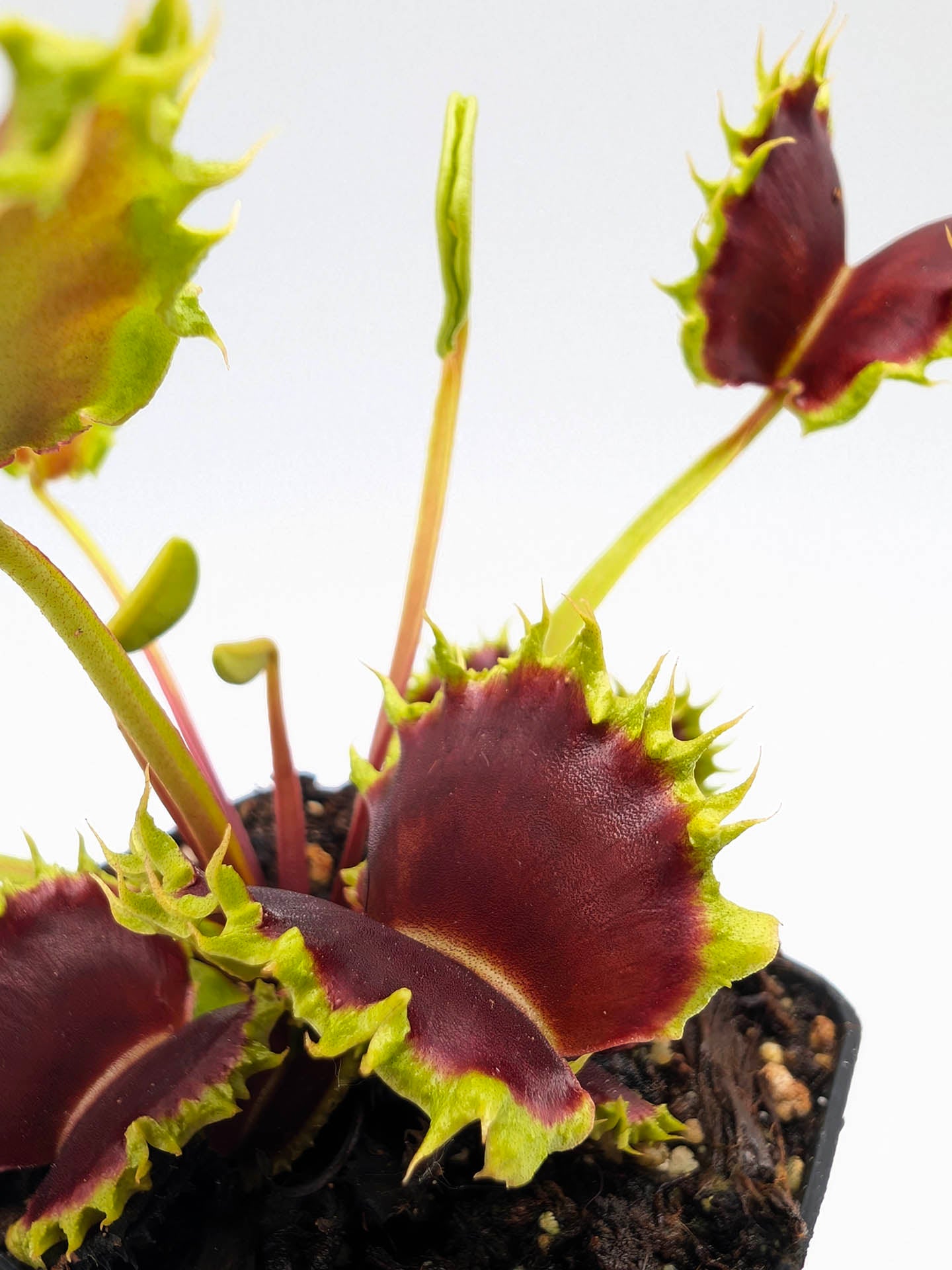 Dionaea muscipula GC Matrix