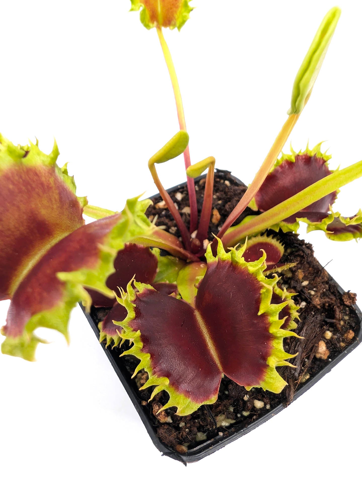 Dionaea muscipula GC Matrix