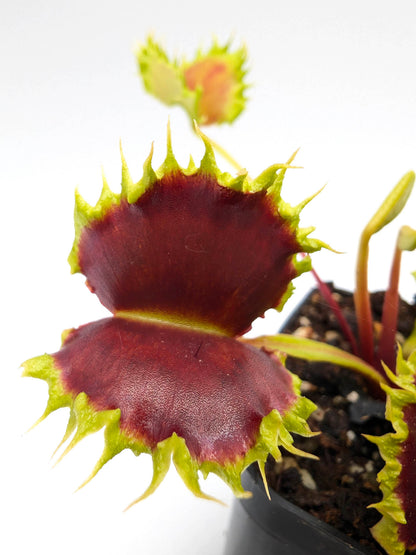 Dionaea muscipula GC Matrix
