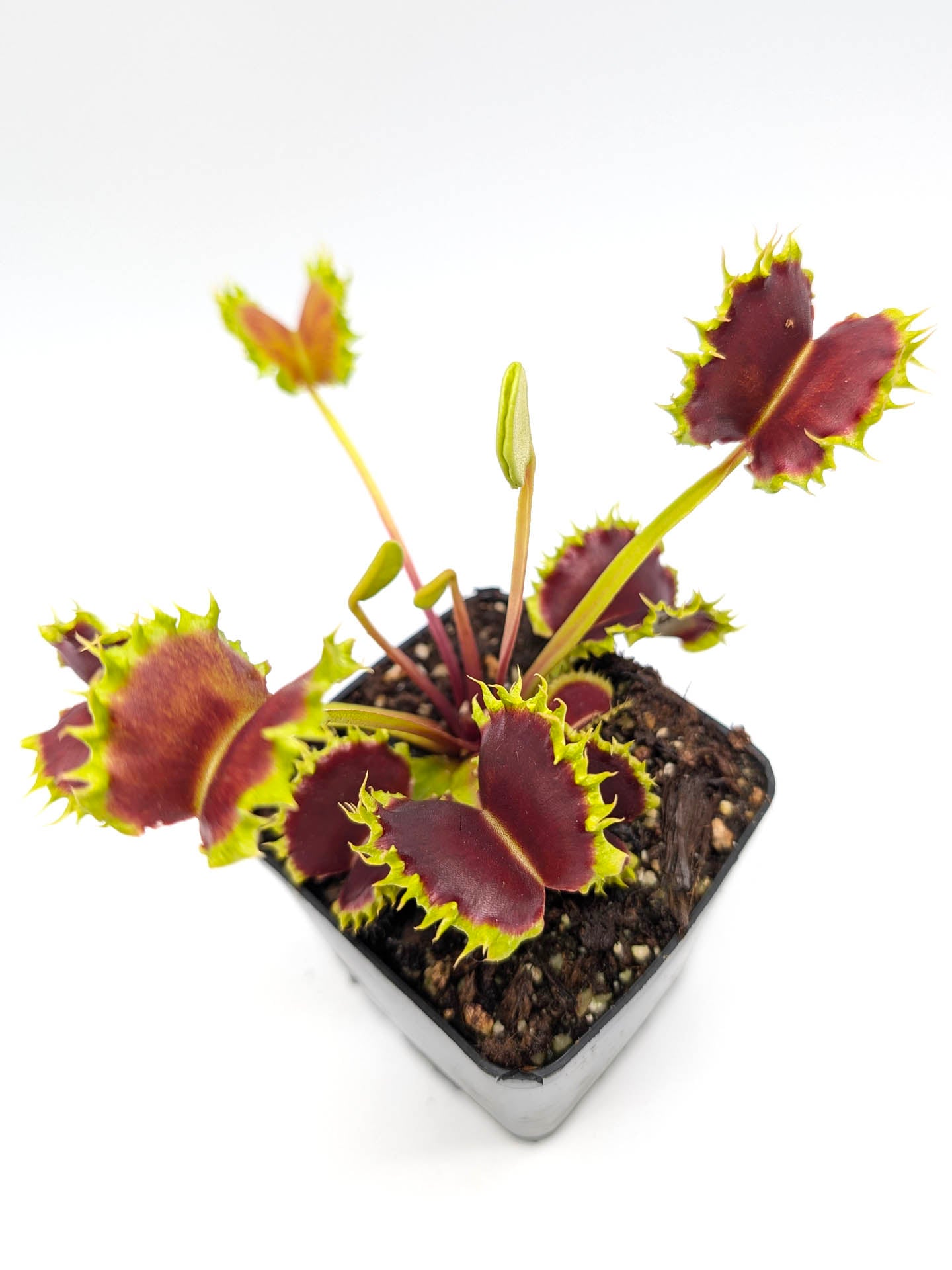 Dionaea muscipula GC Matrix