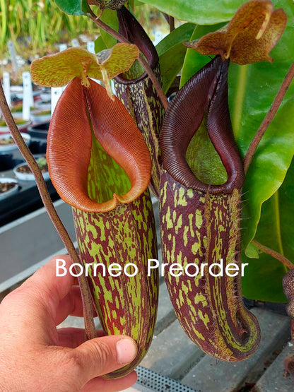 Nepenthes maxima "Lumut" BE-3067  Best Selected Clone 