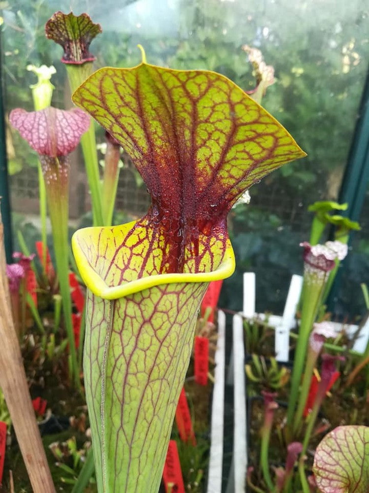 Sarracenia "Mercury"