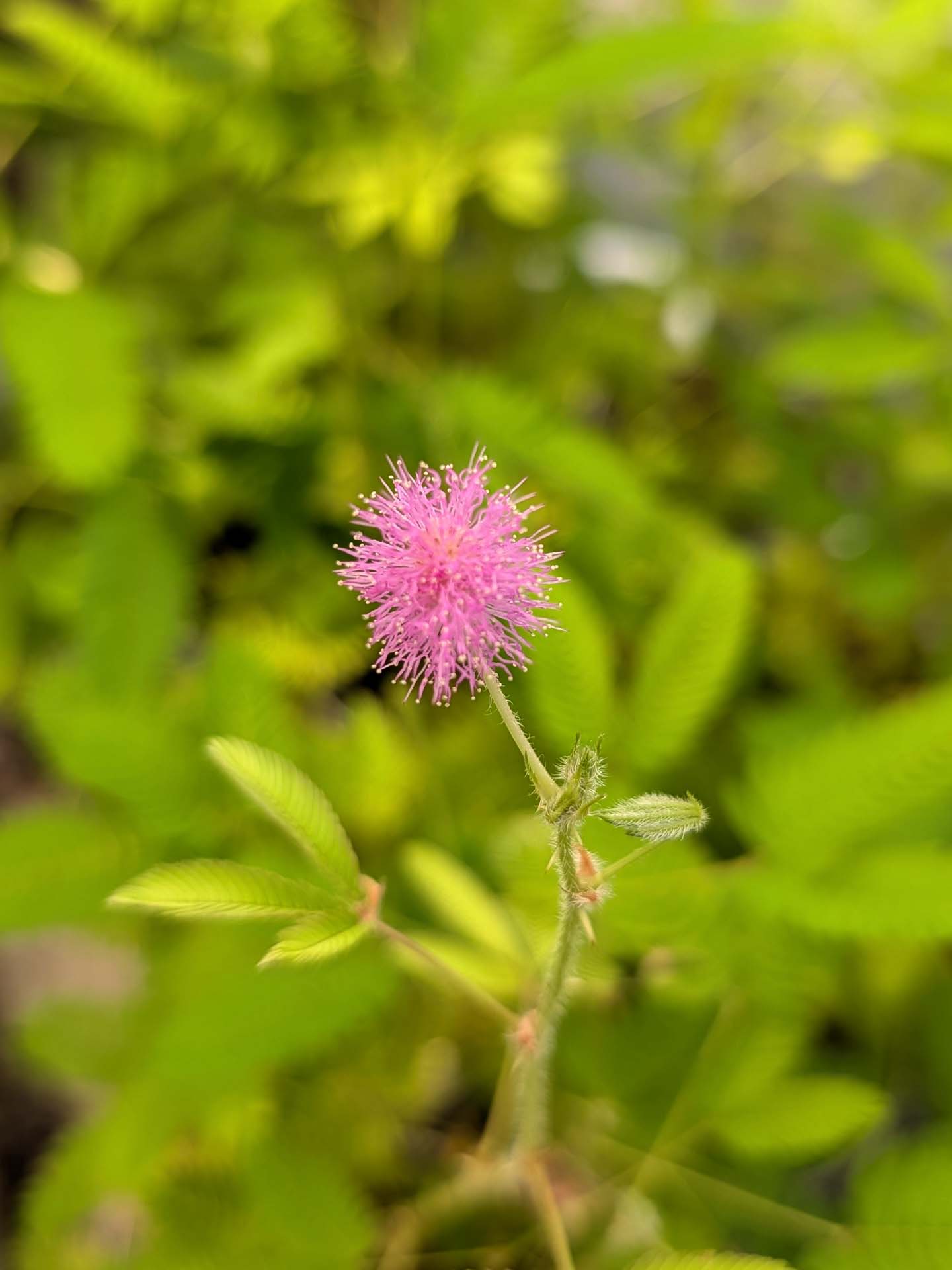 Mimosa pudica - Sensitiva