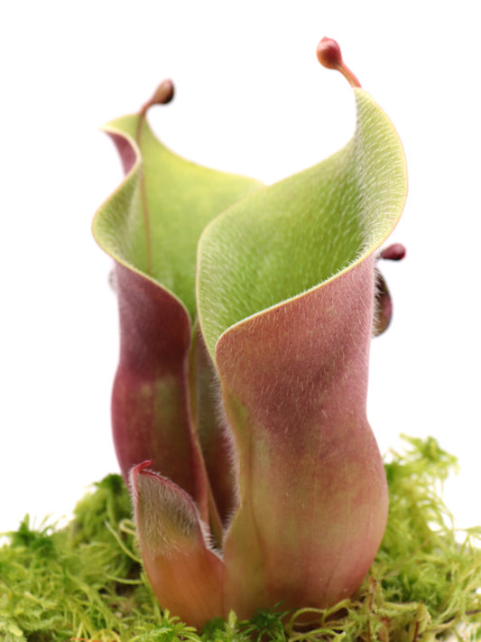 Heliamphora minor var. pilosa  Clone 1 AW Auyan, Venezuela