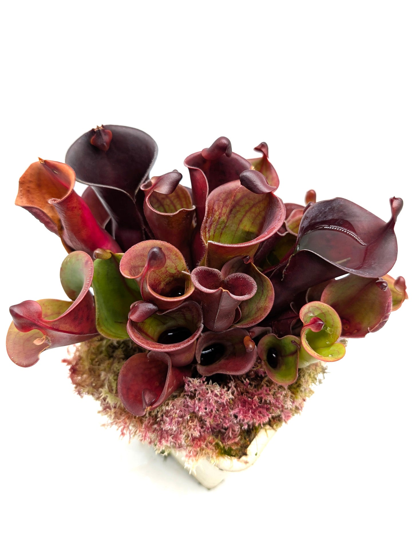 Heliamphora minor var. pilosa x Macdonaldae