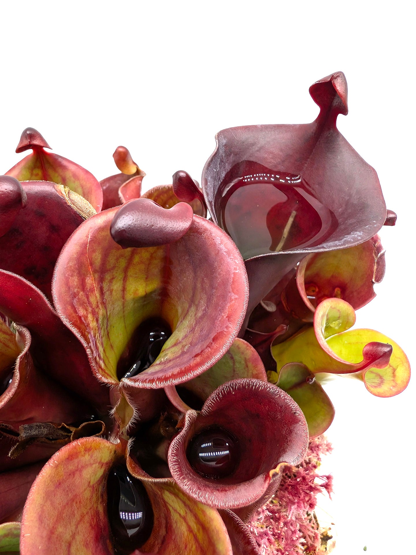 Heliamphora minor var. pilosa x Macdonaldae