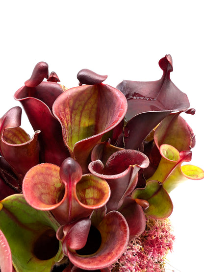 Heliamphora minor var. pilosa x Macdonaldae