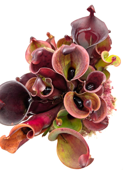 Heliamphora minor var. pilosa x Macdonaldae