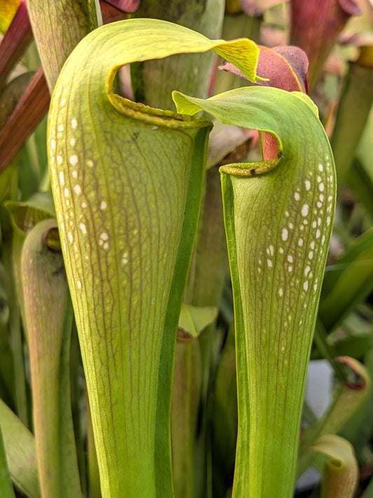 Sarracenia alata x minor A.Selwin