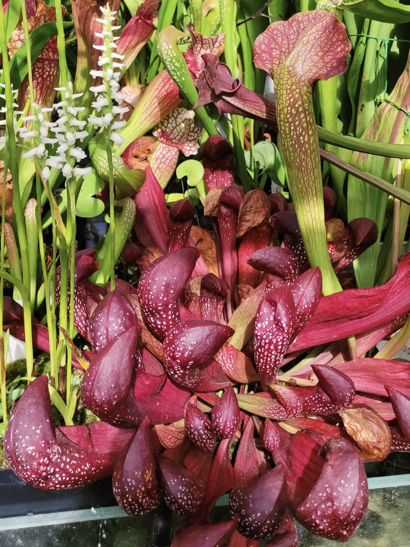 Sarracenia minor x psittacina