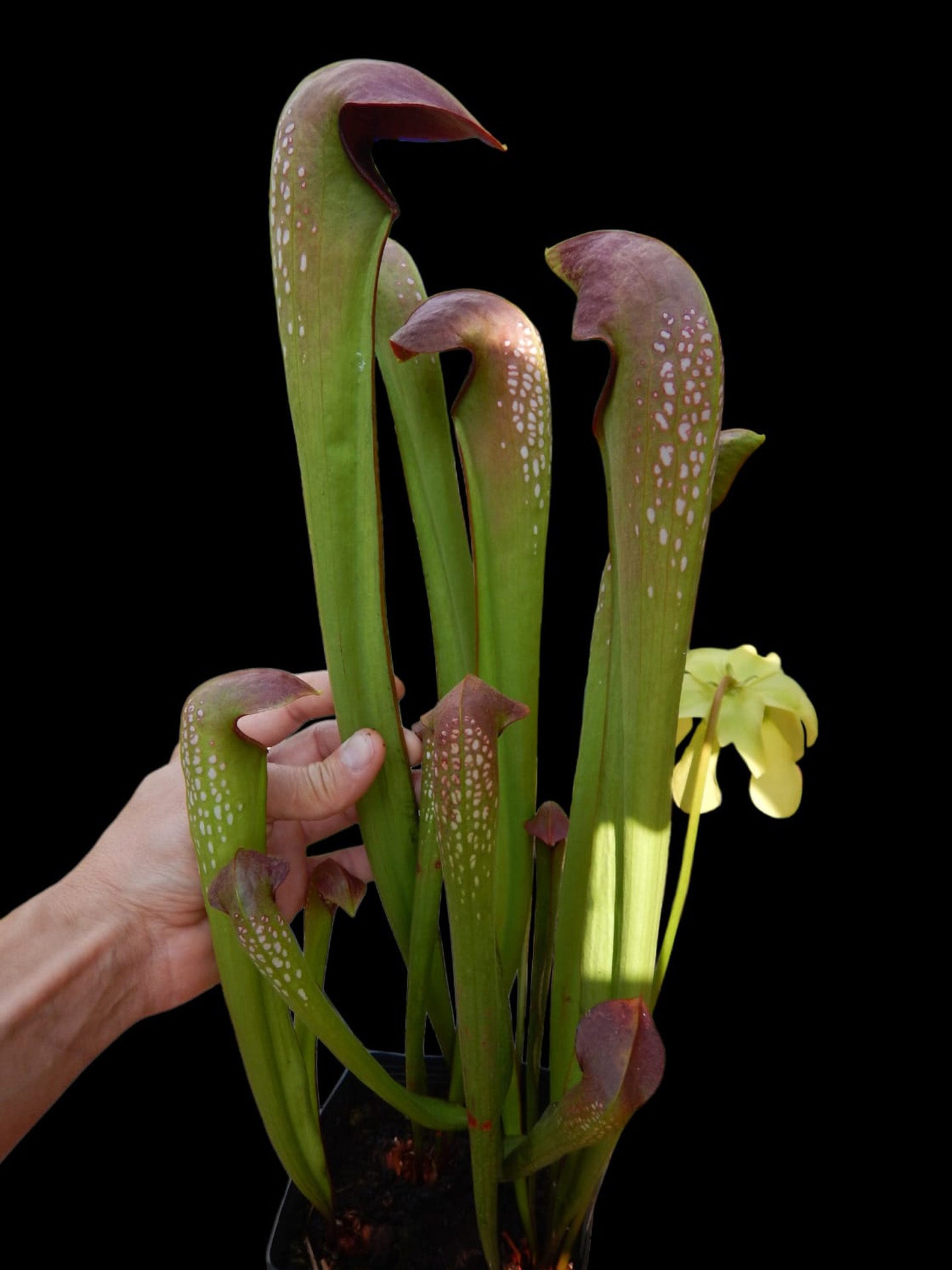Sarracenia minor var. okefenokeensis "Giant with Long and Open lid" Araflora