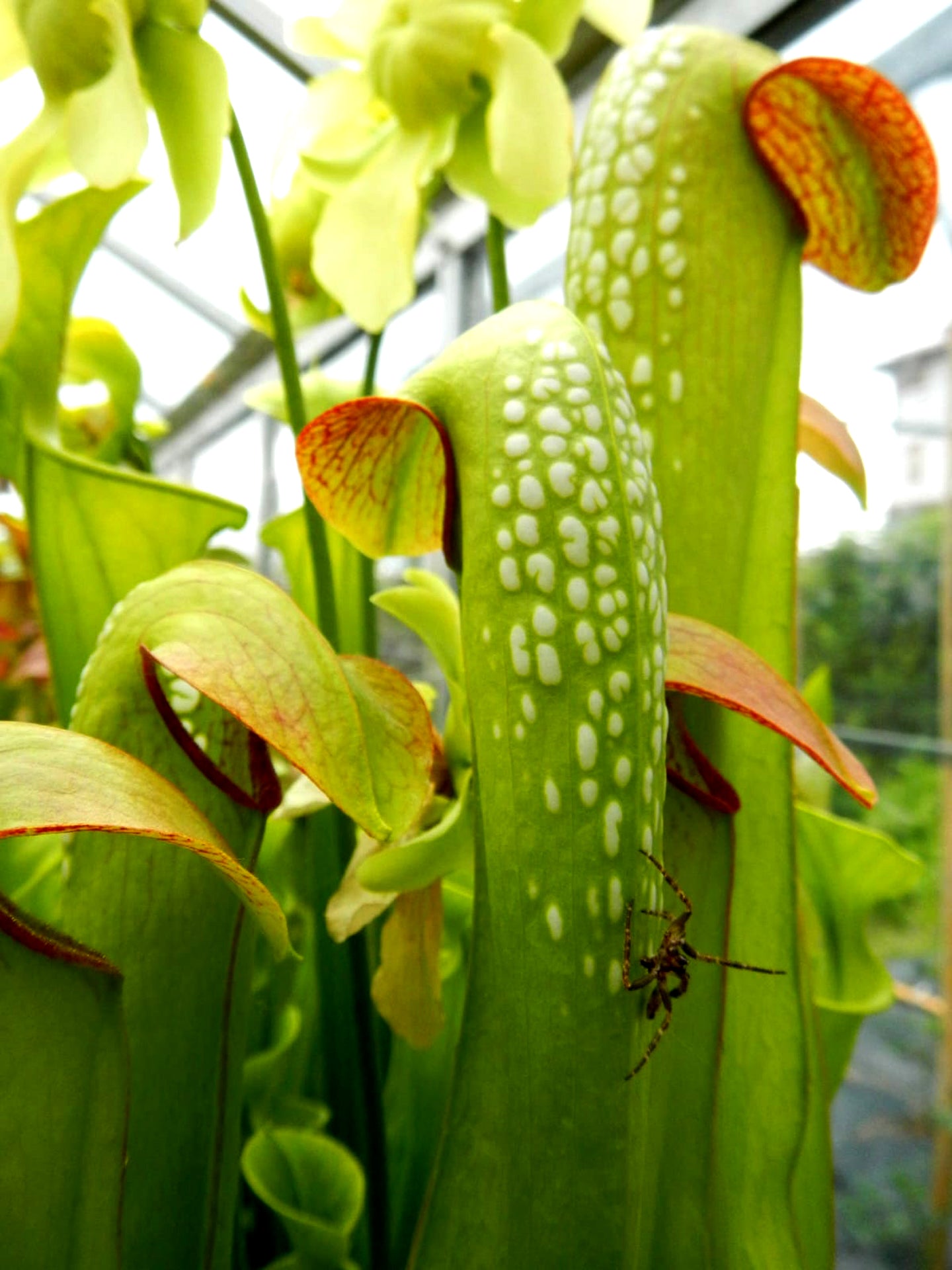 Sarracenia minor var. minor Marsure Clone
