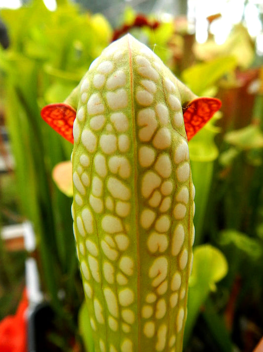 Sarracenia minor var. minor Marsure Clone