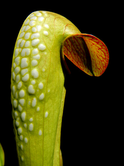 Sarracenia minor var. minor Marsure Clone