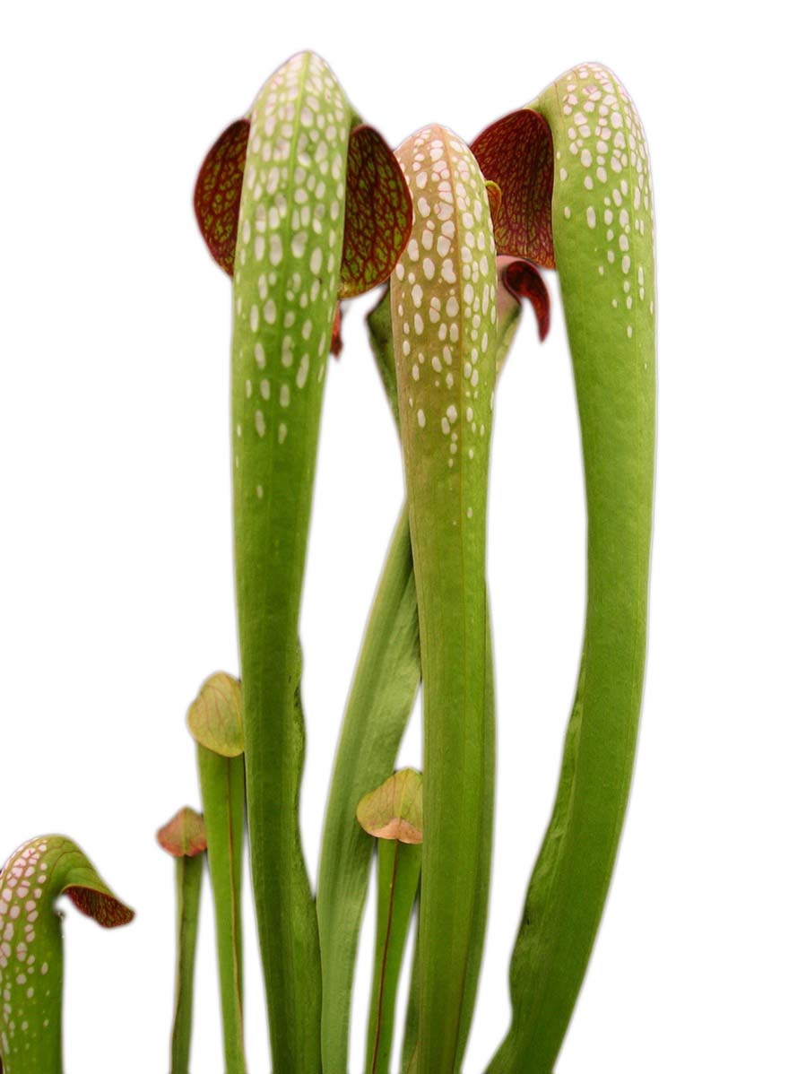 Sarracenia minor var. okefenokeensis "Giant with Long and Open lid" Araflora