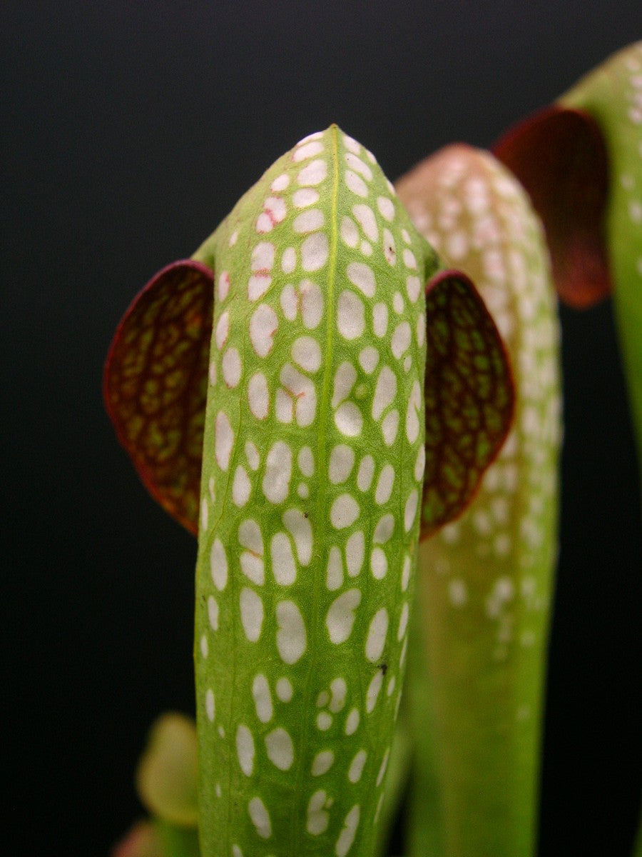 Sarracenia minor var. okefenokeensis "Giant"