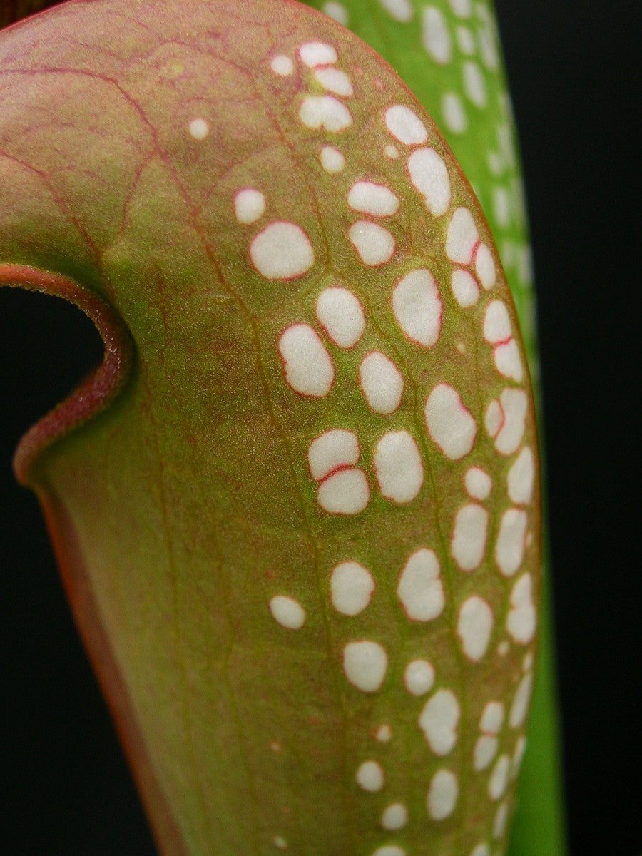 Sarracenia minor "Red Eye" x SELF