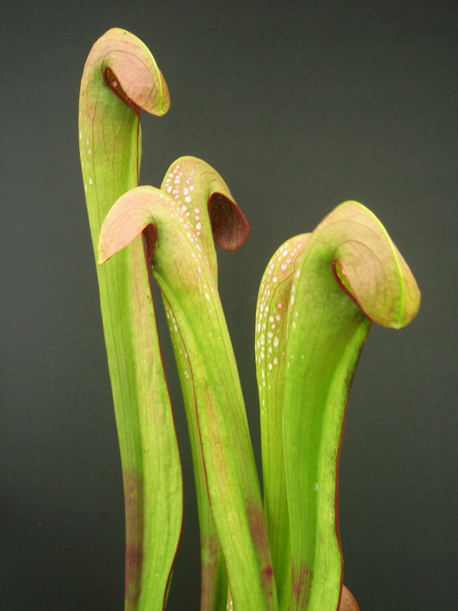 Sarracenia minor var. okefenokeensis "Giant with Long and Open lid" Araflora