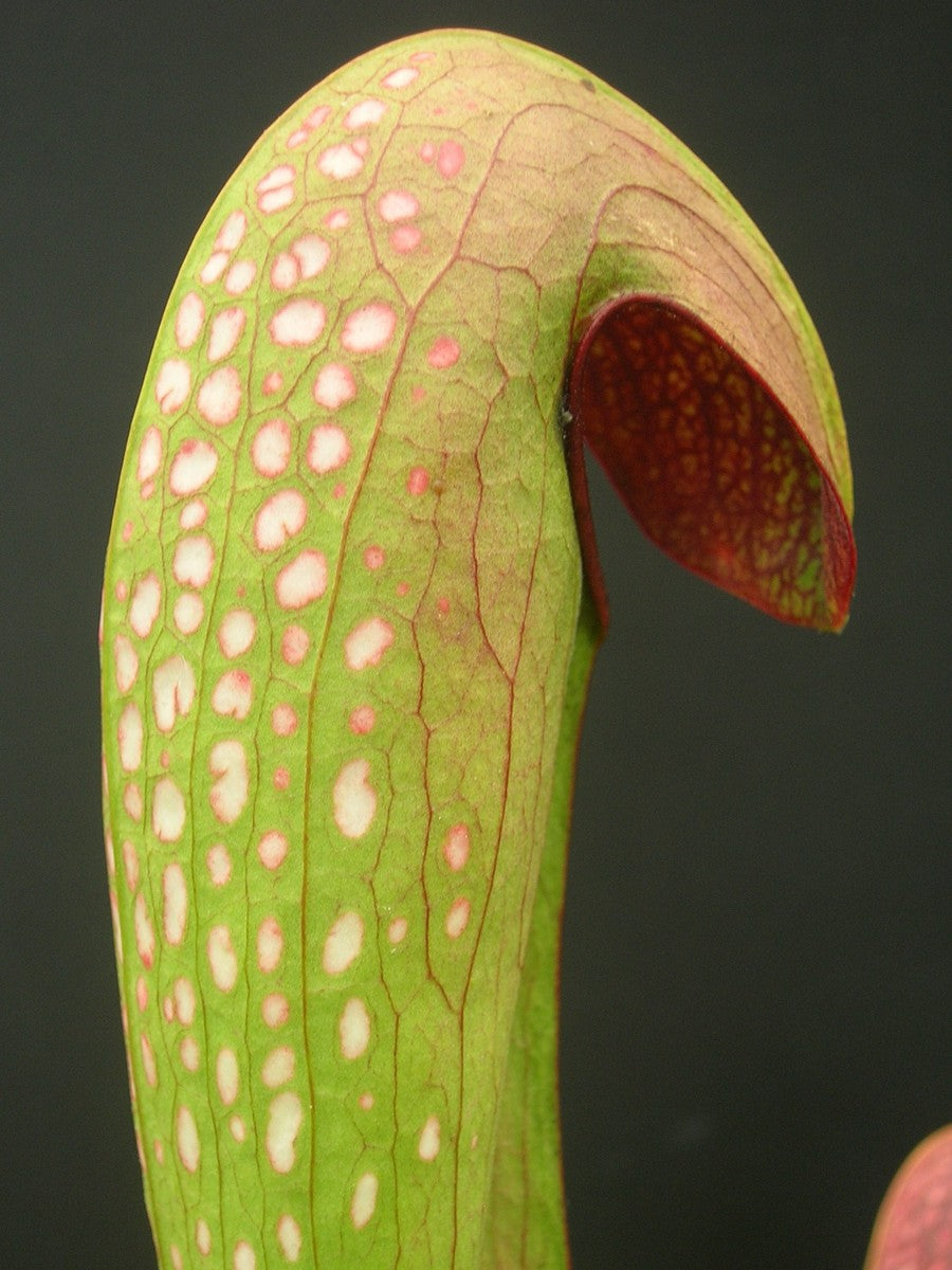 Sarracenia minor var. okefenokeensis "Giant with Long and Open lid" Araflora