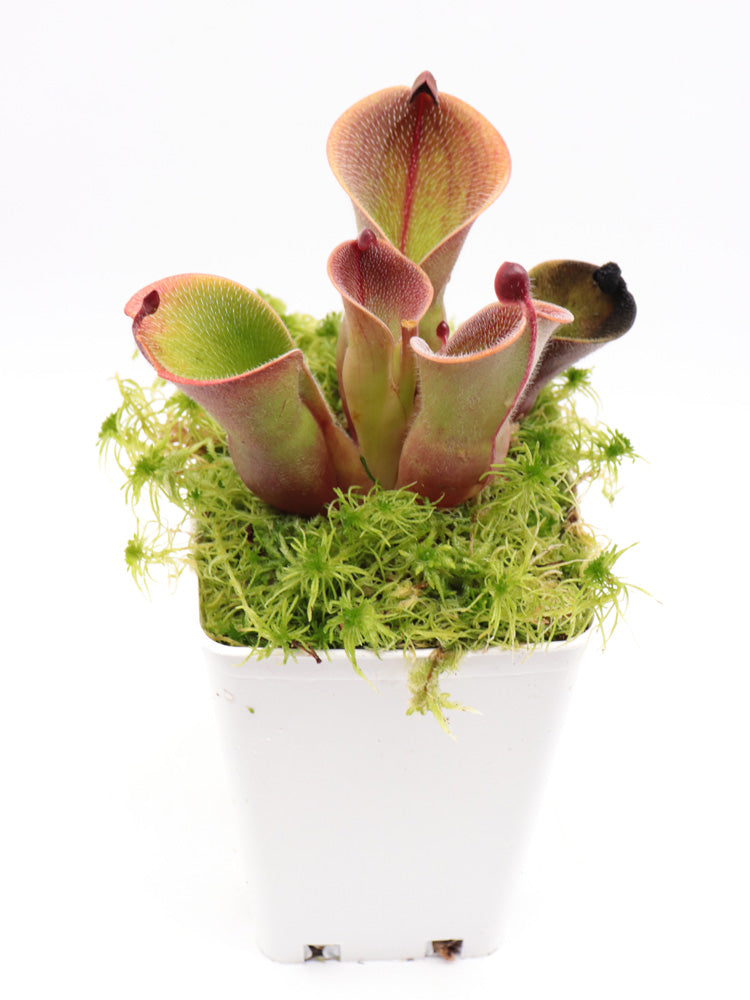 Heliamphora minor var. pilosa Clone 8 AW