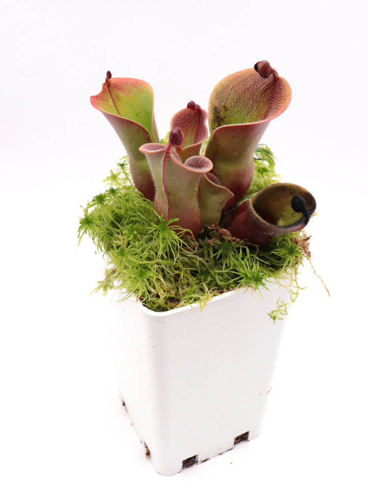 Heliamphora minor var. pilosa Clone 8 AW