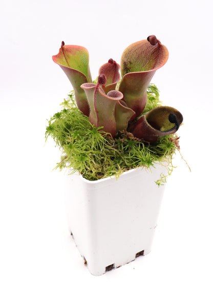 Heliamphora minor var. pilosa Clone 8 AW